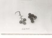 Click for 1 image(s) for this accession. FRUIT
